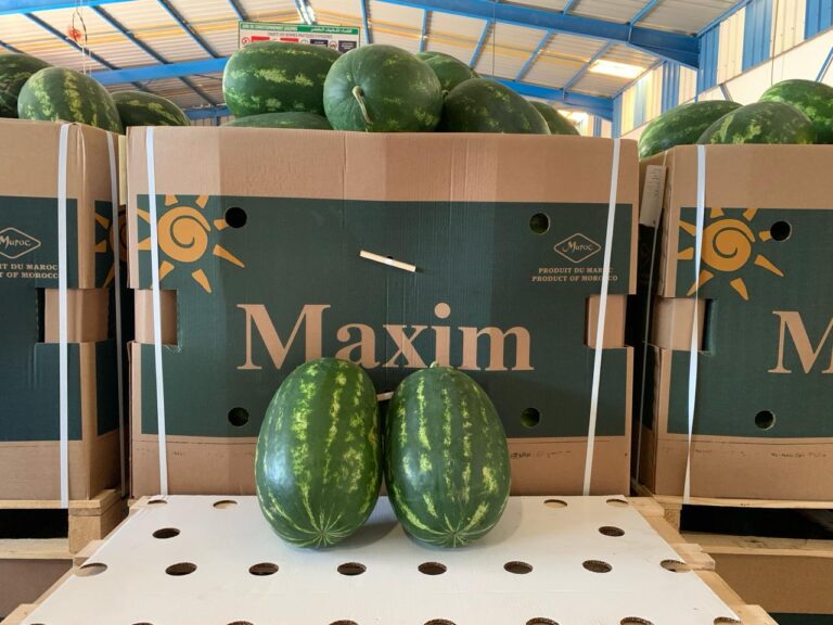 watermelons Maxim 13