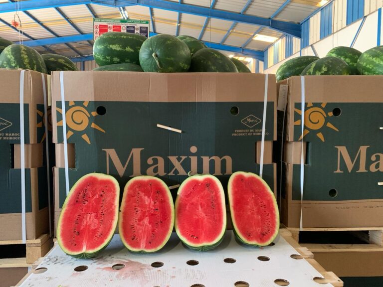 watermelons Maxim 14