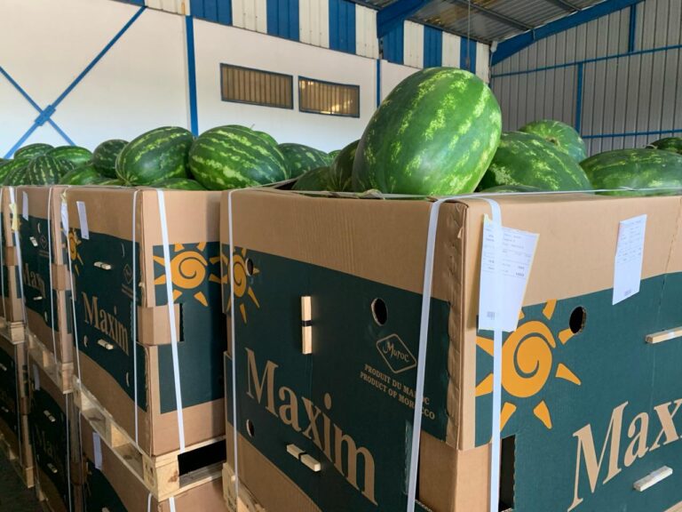 watermelons Maxim 2