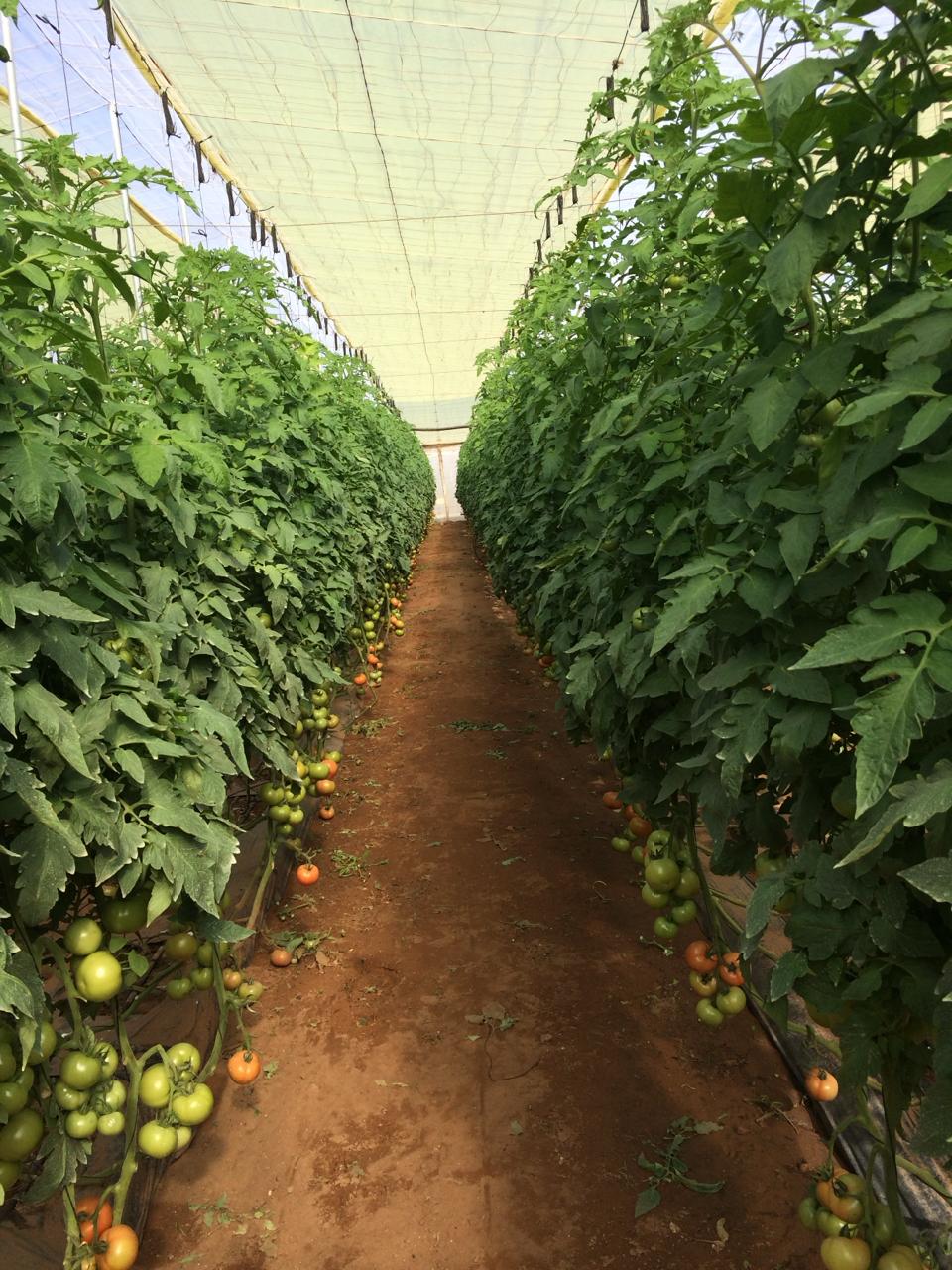 tomatoes ansar prim (6)