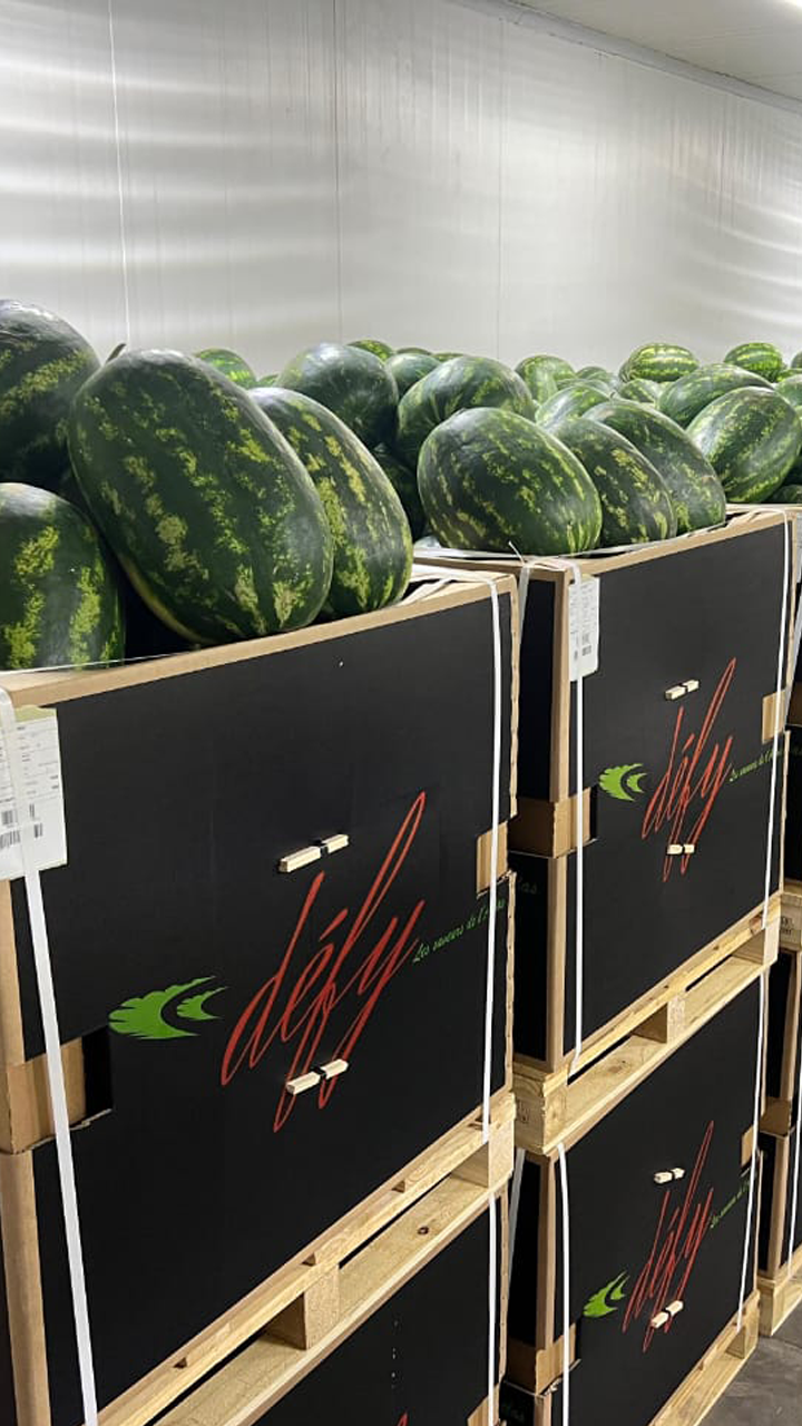 ansar prim watermelon 1