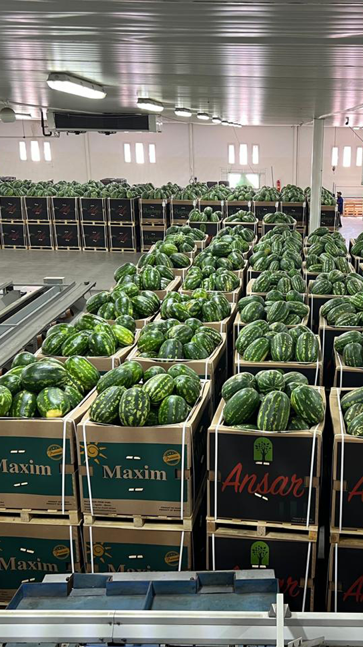 ansar prim watermelon 2